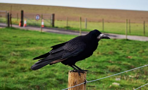 Krähenjagd