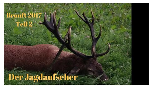 Rotwild / Red Stag / Hirschbrunft in der Eifel Teil 2