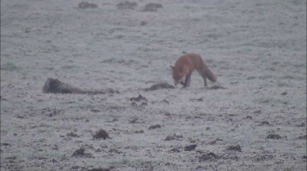 Fox shot with a .243 and 95gr SST