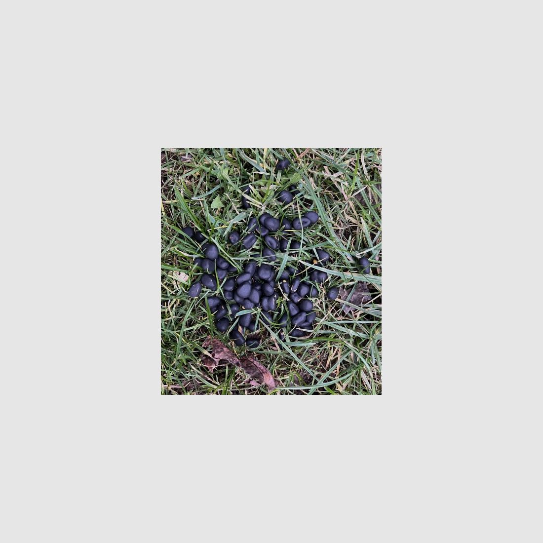 Wildlutscher Magic Boilies