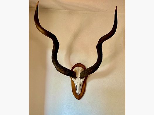 Kudu aus Südafrika, montiert.