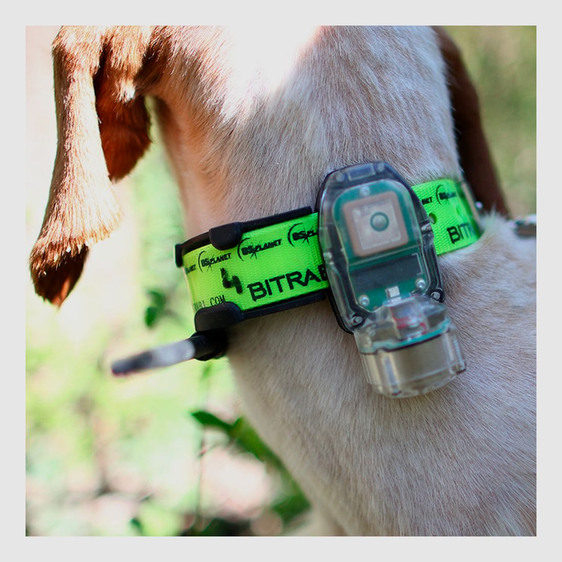 GPS-Set für Vorstehhunde BITRABI Mito 5100 Beeper + BS3003 Evomap Elite, Bild 4 von 8