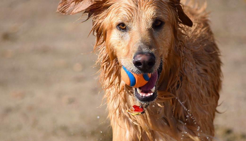 Adozione di un cane randagio: Cosa devi sapere