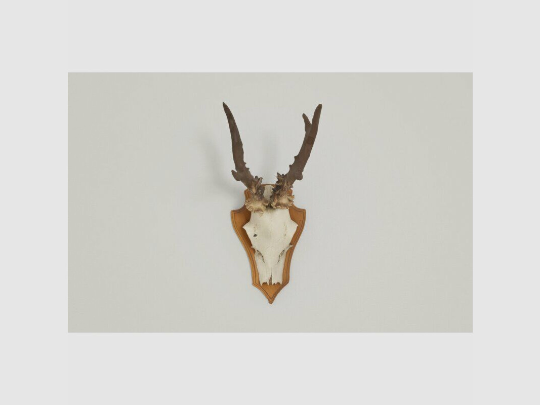 Fischer Gehörnklammer Kunststoff