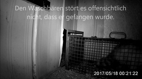 Waschbär stiehlt Huhn und überwindet Kastenfalle
