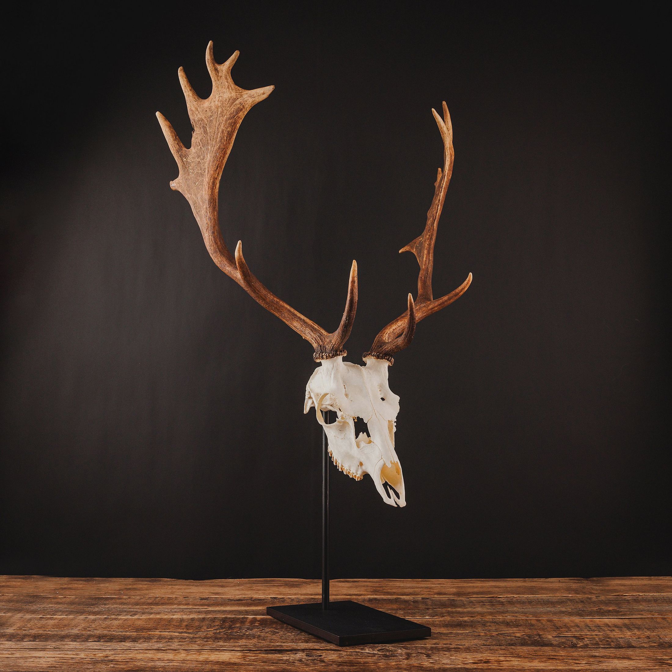 Waidmetall trophy stand for fallow deer