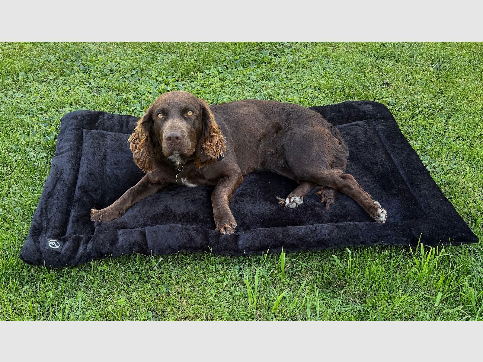 Velours honden deken