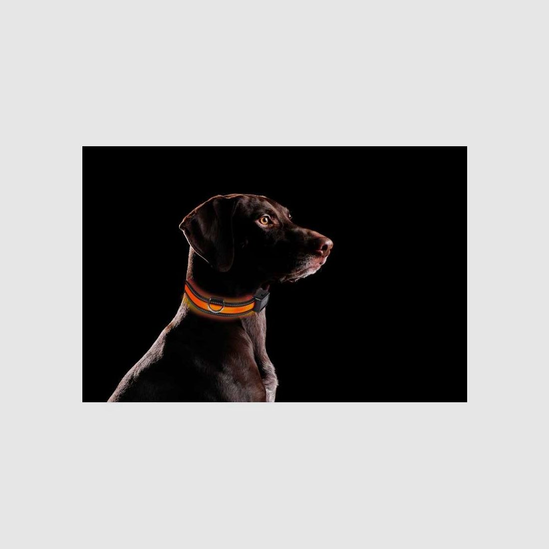 USB wiederaufladbares Leuchthalsband EYENIMAL, Bild 1 von 3