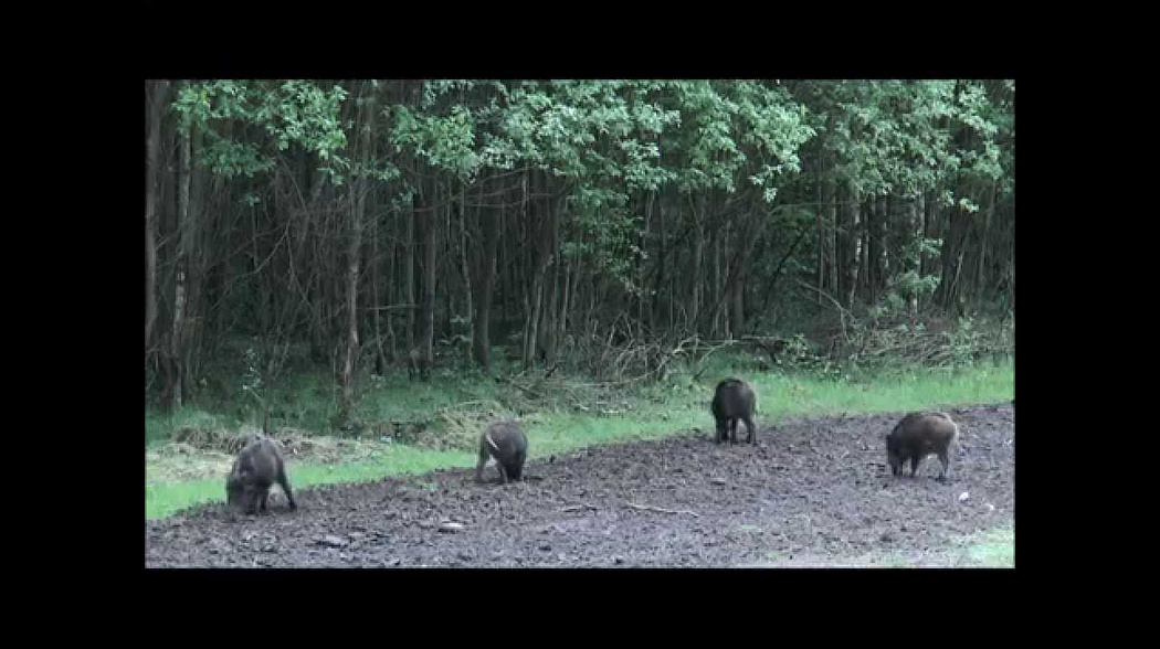 2 Sauen auf der Pirsch erlegt!