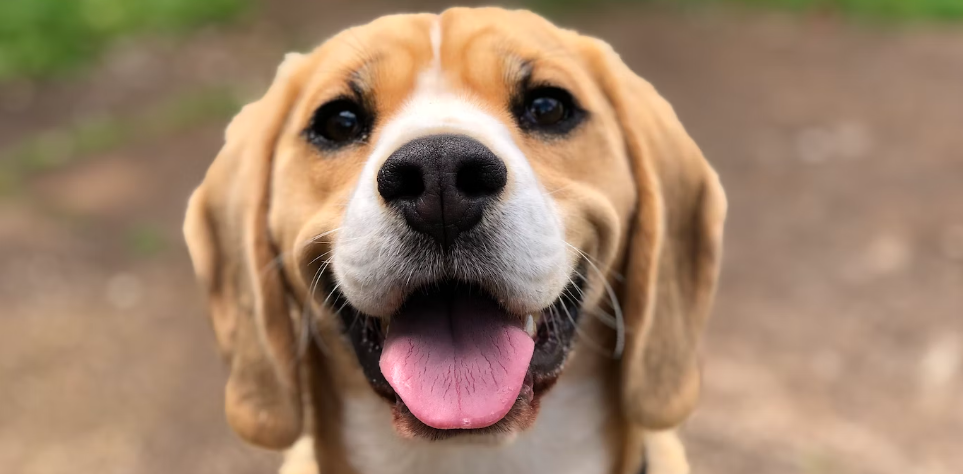 Coughing in Dogs - Causes, Diagnosis, and Treatment
