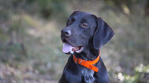 Farmland Basic Hunde Halsung Signalorange *Update* 