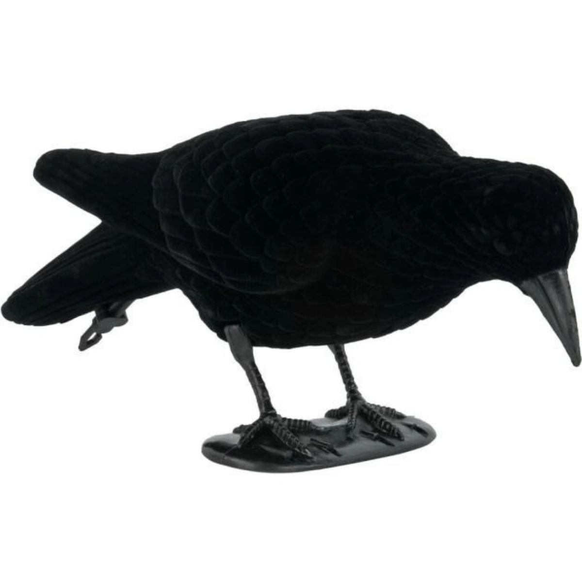 Geflockte kraai feeding