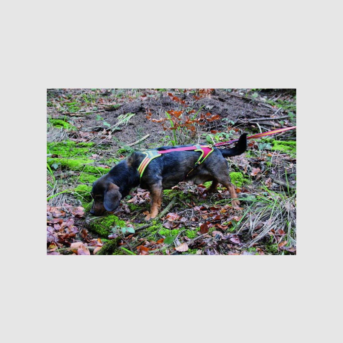 Niggeloh Geschirr Follow Trail Gr.S (42cm) Signalr./Signalgel