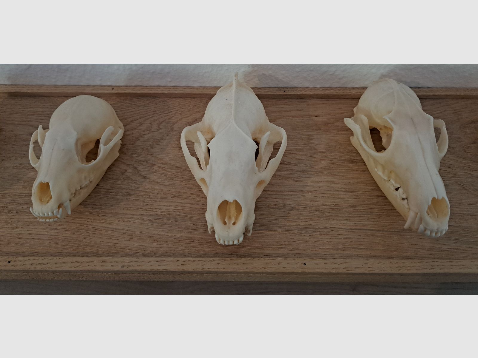 Raubwild Schädel-Sammlung für Lehrzwecke + Eichen Regal