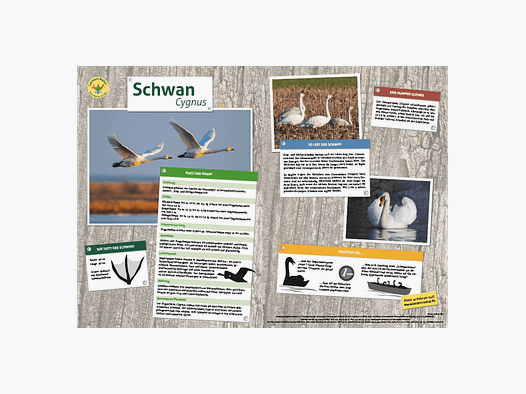 Lieu d'apprentissage Tableau des animaux DIN A3 Cygne