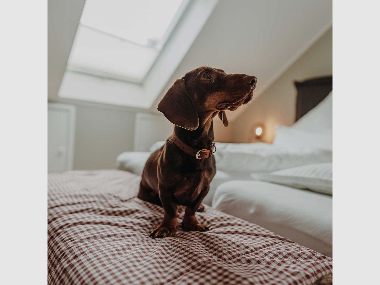 Hunter Halsband Aalborg SOUL