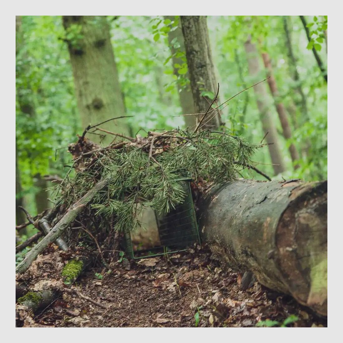 Falle Falle Lebendfang – zwei Klapptüren