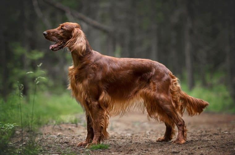 Rasseprofil: Irish Setter