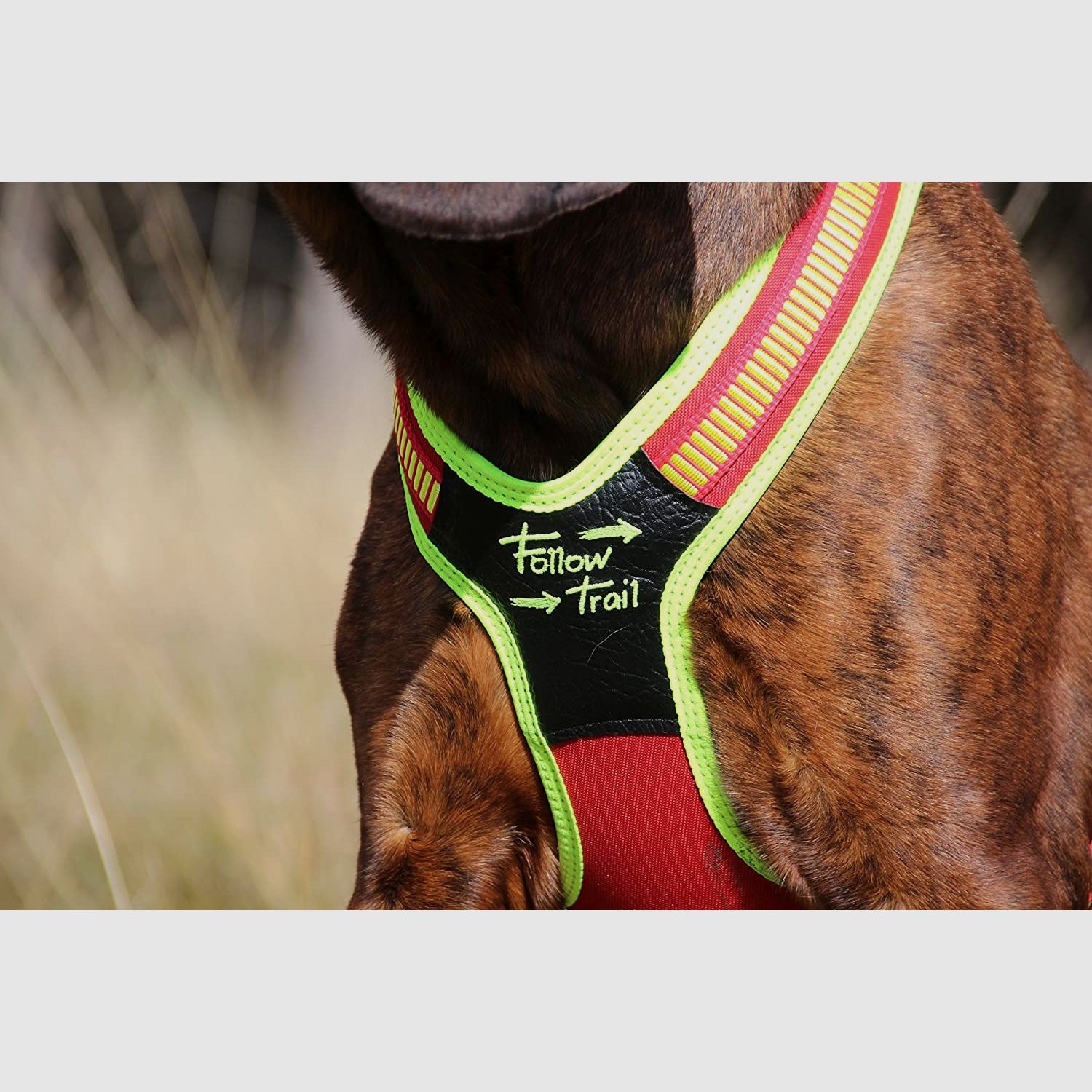 NIGGELOH FOLLOW TRAIL Schweißgeschirr für Hunde, Bild 5 von 5