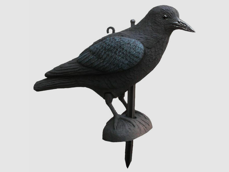 Lokvogel Kraai