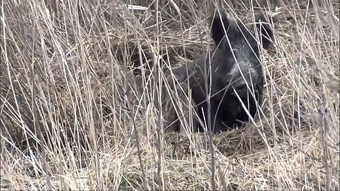 Bache mit Frischlingen im Wurfkessel. Sauen , Wildschweine. Teil 1