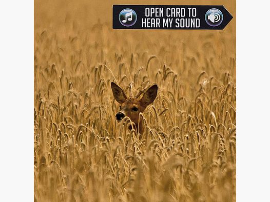 Greeting card roe deer