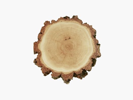BIRKENSCHILD PER ARMI DA CINGHIALE 18 CM