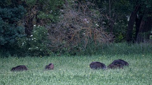 Jagd auf Sommer-Sauen