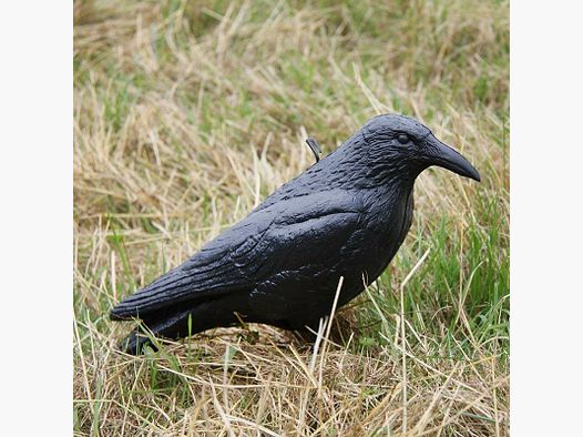 Decoy crow unpainted