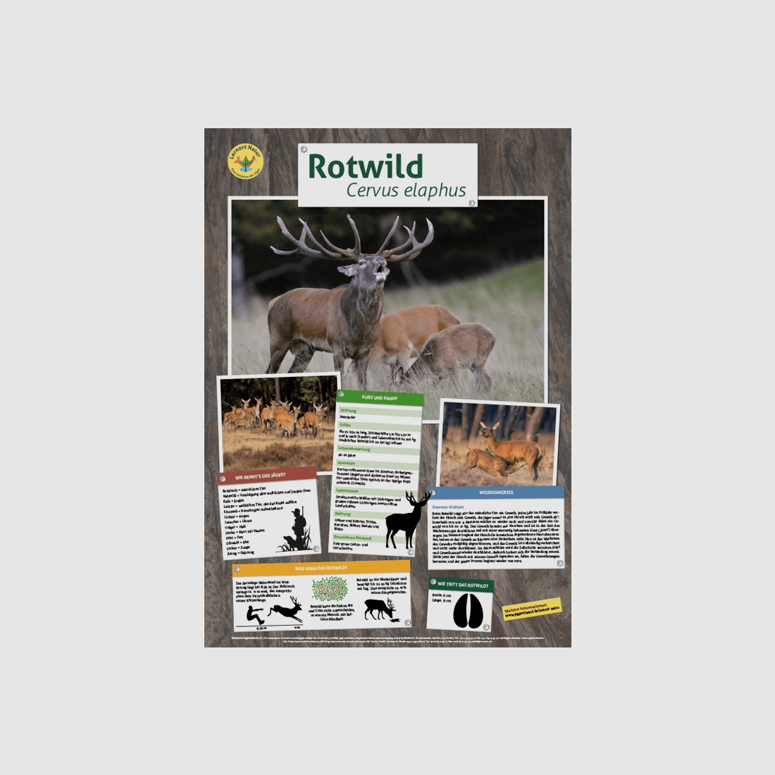 Lernort Natur-Tierposter Rotwild
