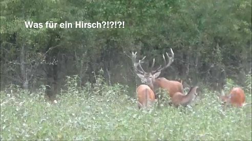 Starker Keiler bei bestem Licht und kapitaler Hirsch erlegt!