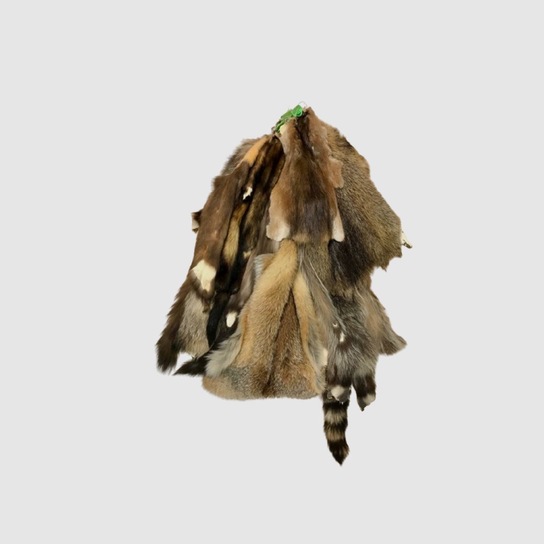 Fur Change Fur Collection Learning Material 5 Wild Species