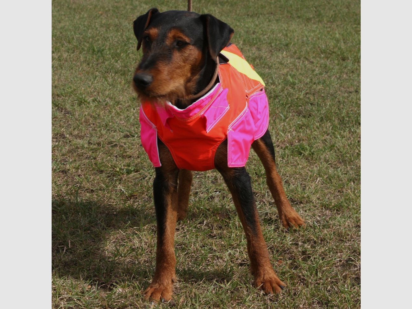 Out Dog Dog protective vest standard (Chest circumference 70 cm – male), image 5 of 7