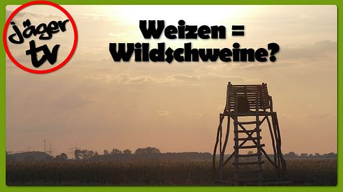 Jagd auf Wildschweine im Weizen