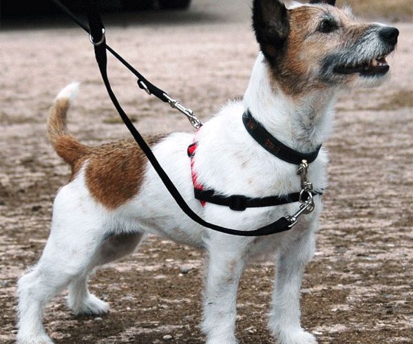 Hundegeschirr oder Halsband?