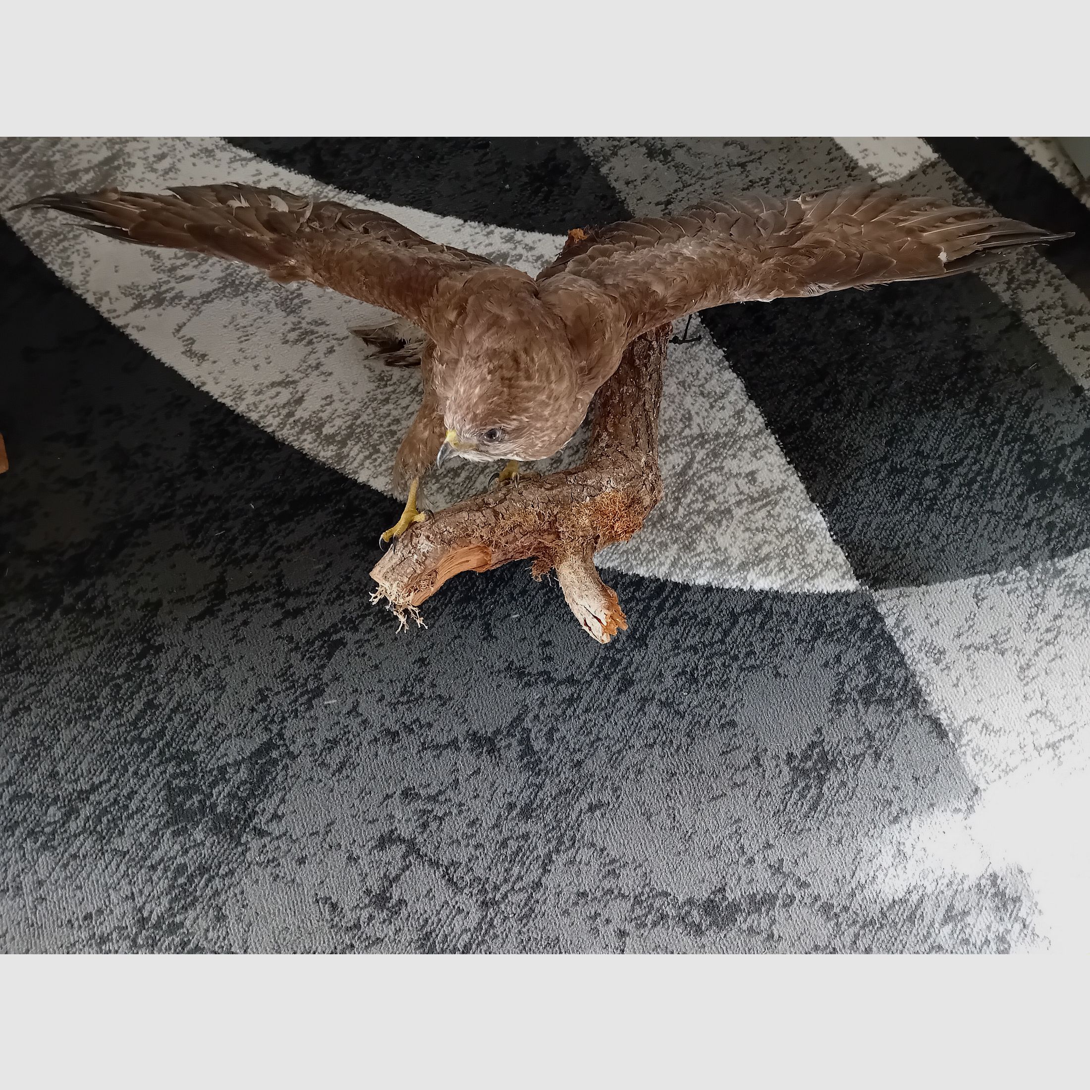 Mäusebussard präpariert auf einem Ast