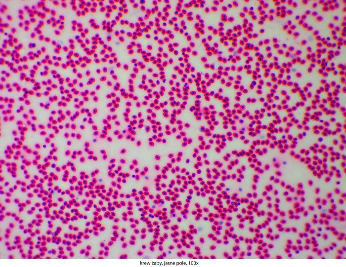 Microscope Delta Optical Genetic Pro Bino + batterie, image 43 sur 50