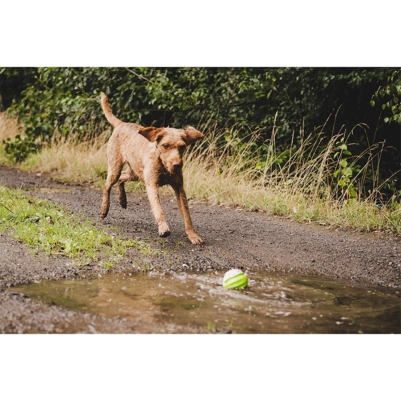 Farm-Land Ball, imagen 3 de 4