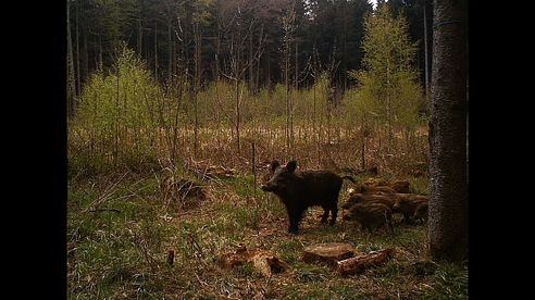 Jagdmomente 2014 - Hunting Moments, Roe Deer Hunting, Rådyrjakt bukkejakt,