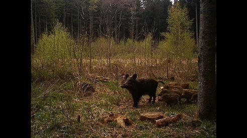 Jagdmomente 2014 - Hunting Moments, Roe Deer Hunting, Rådyrjakt bukkejakt,