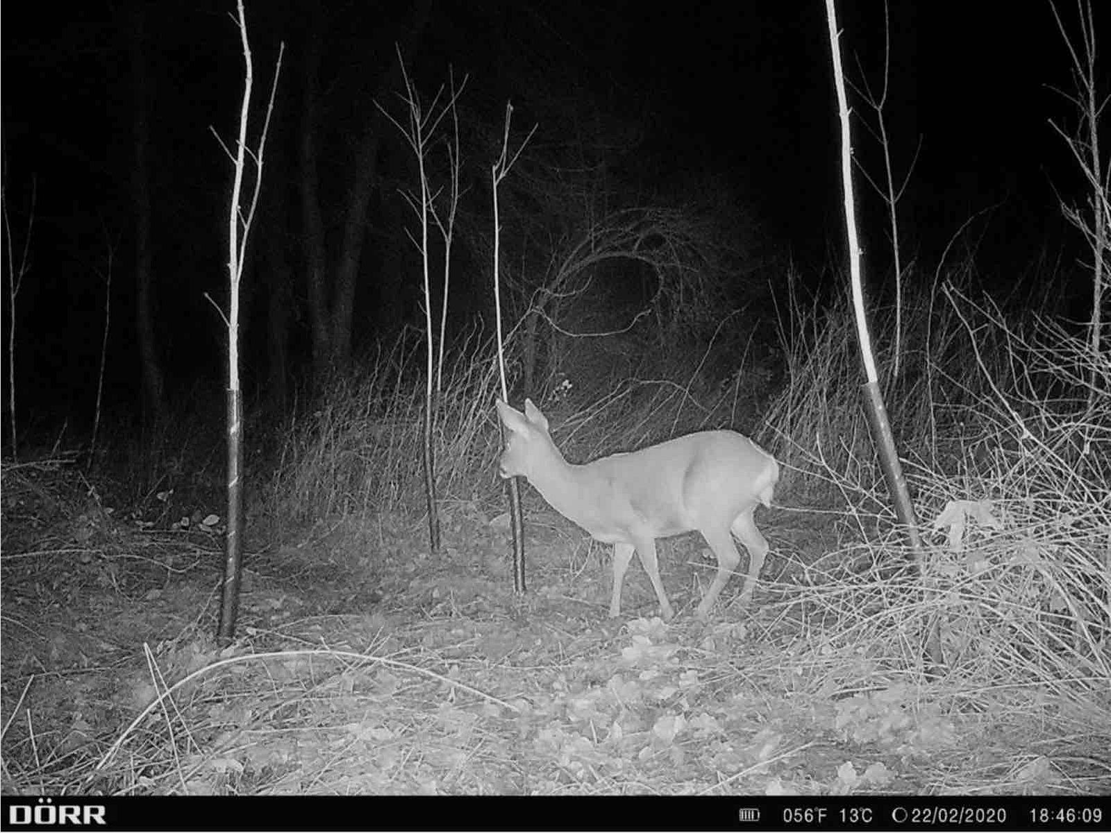 Dörr 204440 Caméra de surveillance et de chasse SnapShot Cloud 4G