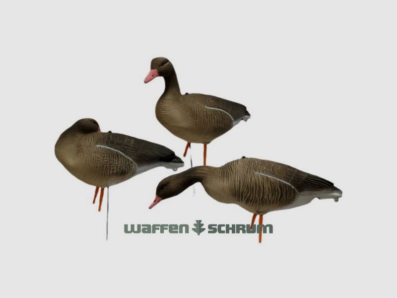 JVS Global Outdoor Lockvögel Graugans Vollkörper 6er Pack