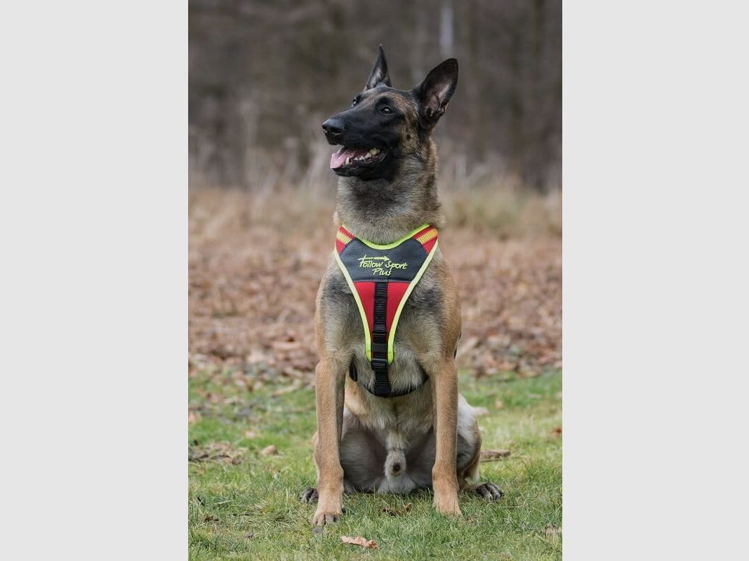 Niggeloh Dog Handler Harness Follow Sport Plus
