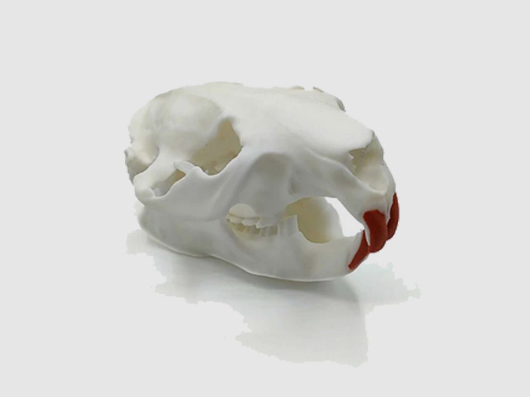 Réplique de crâne de castor (à taille réelle)