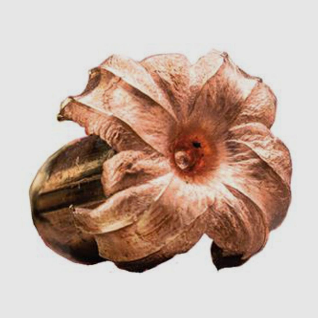 Winchester Extreme Point Copper Impact 150grs - 20 Stk.