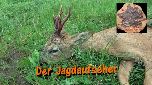 Jagd auf den laufkranken Rehbock