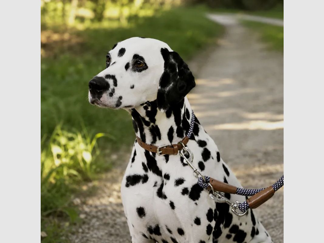 Hundehalsband aus Seil 45 - 65 cm, Bild 1 von 8