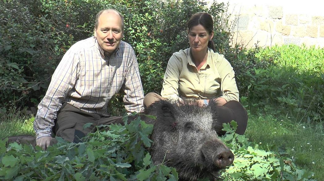 Erste Sau bei gutem Licht erlegt! Wildboar shot in bright daylight!