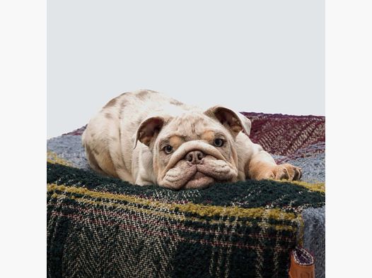 Dog Bed Cube Tartan Green
