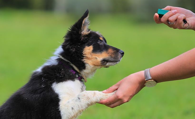 Clicker Training for Dogs